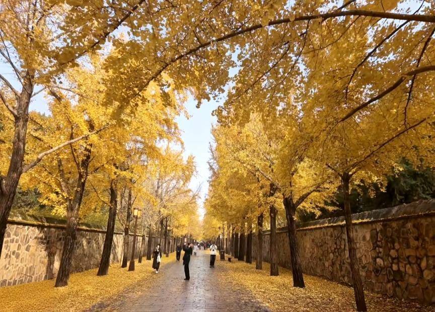 满大街都是银杏树，为什么还是濒危物种？