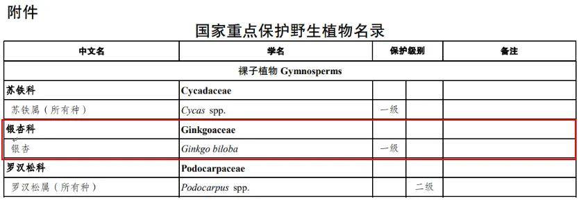 满大街都是银杏树，为什么还是濒危物种？