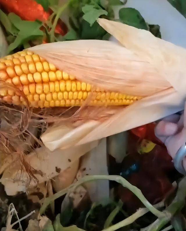 陕西一女子疑因拍亲姑姑偷玉米遭姑父棍杀,邻居欲报警也遇害