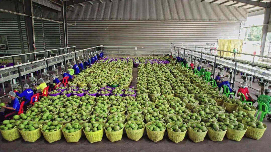 椰子水之外，大公司争夺40亿元生椰市场