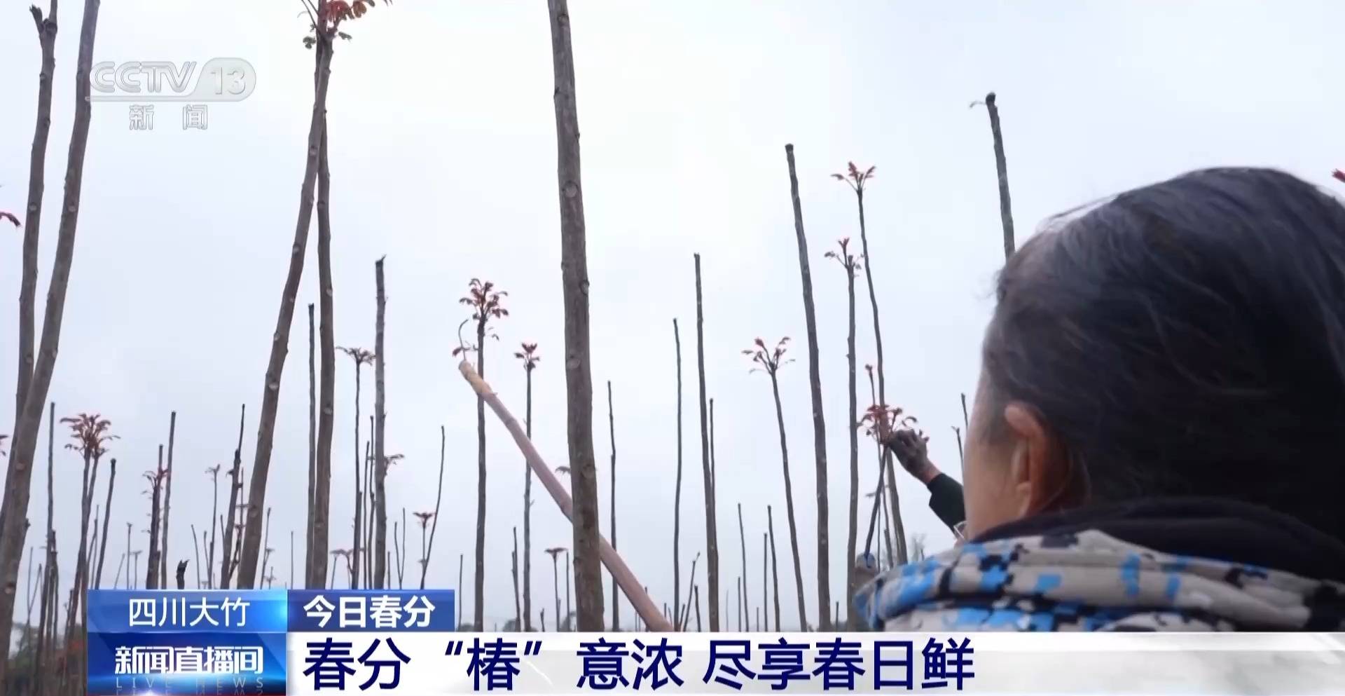 蒸、煎、拌、酿……一口鲜菜如何“锁”住春天？