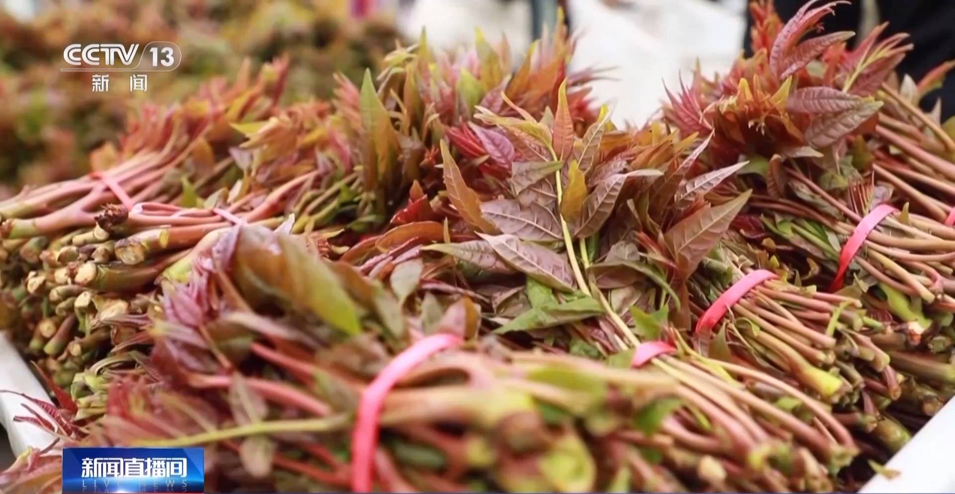 蒸、煎、拌、酿……一口鲜菜如何“锁”住春天？